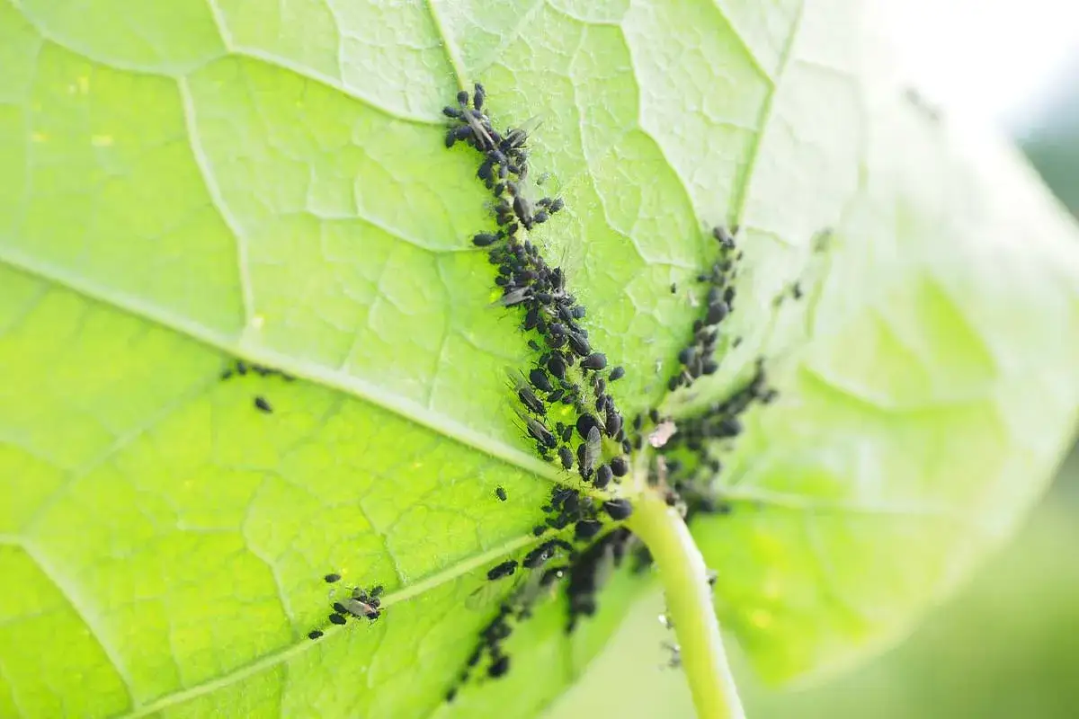 Ein Blatt ist von vielen schwarzen Blattläusen befallen. Ein gutes Hausmittel gegen Ameisen könnte hier helfen, die Blattläuse zu vertreiben.