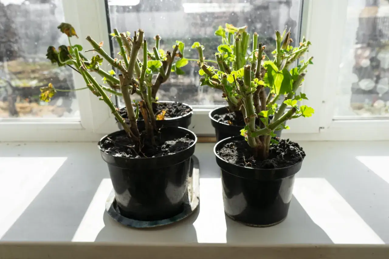 Pelargonie na parapecie, przygotowane do zimowania. Widać nowe pędy, co świadczy o tym, jak przezimować pelargonie, by wiosną znów pięknie kwitły.