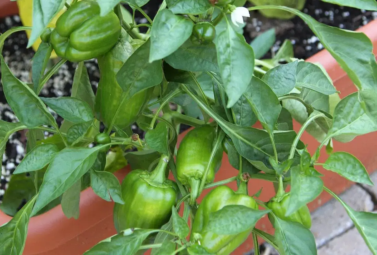 Des poivrons verts poussent sur une plante dans un pot en terre cuite. Les fruits sont encore immatures, mais promettent une belle r&eacute;colte.