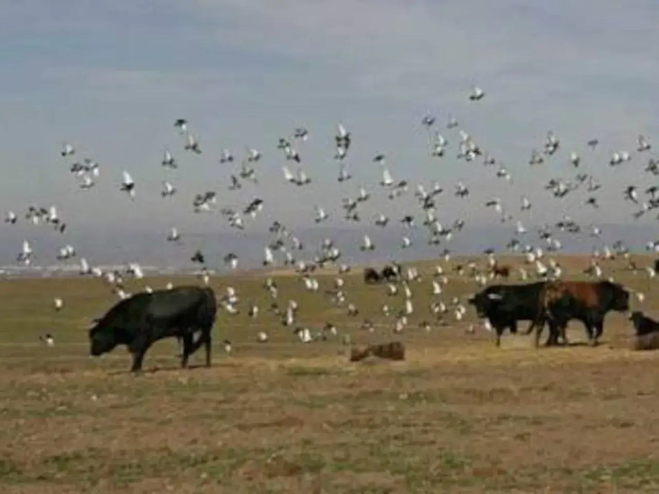 Ganader&iacute;a Carriquiri: toros pastando en un campo con una bandada de aves volando sobre ellos.