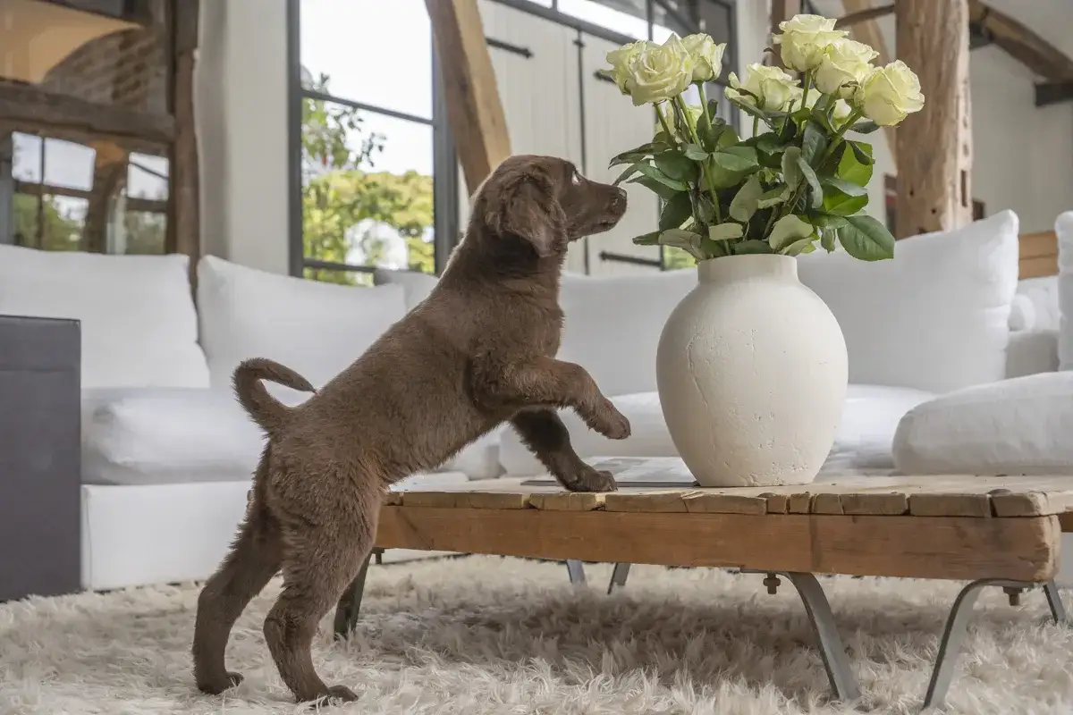 Ein brauner Welpe erkundet neugierig den Wohnraum und schnuppert an einer Vase mit Rosen.