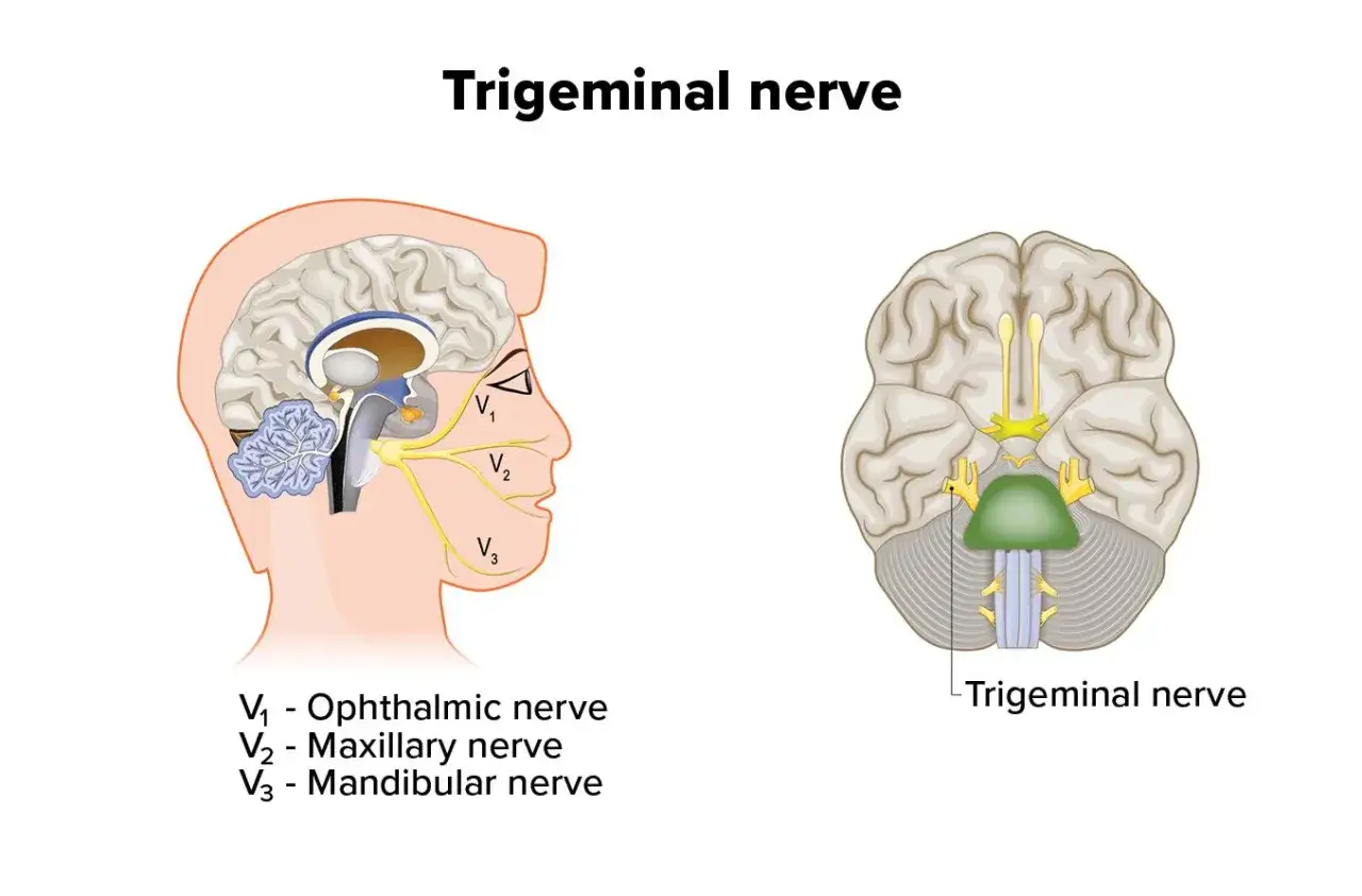Anatomia nerwu trójdzielnego, kluczowego dla czucia twarzy. Zrozumienie jego budowy jest podstawą do skutecznego leczenia schorzeń.