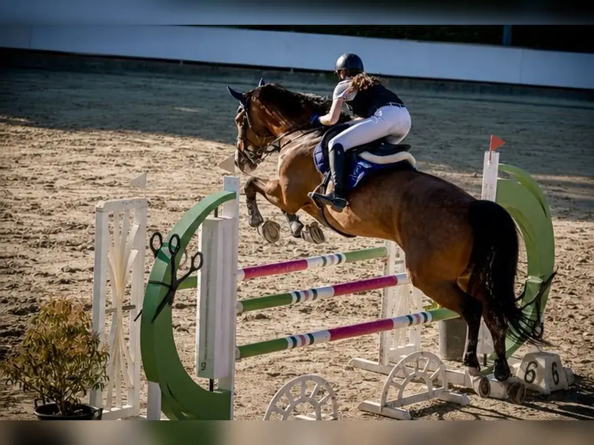 Le cheval brun, le garçon de Tinka, saute par-dessus un obstacle coloré lors d'une compétition d'équitation.