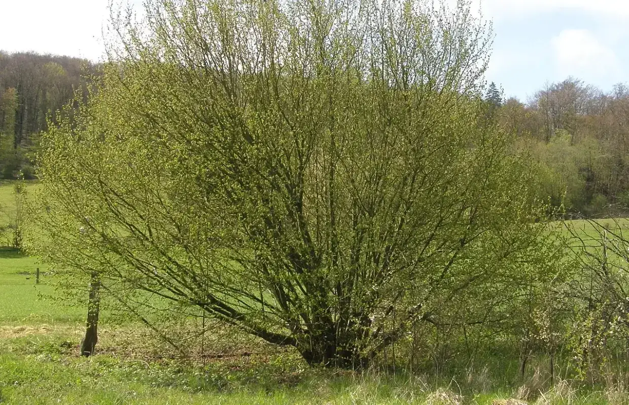 Gros noisetier en pleine croissance, pr&ecirc;t pour le marcottage. Ses branches s'&eacute;tendent dans un paysage verdoyant.