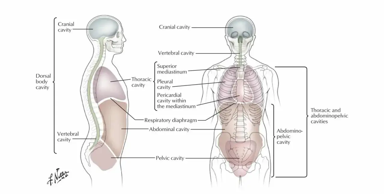 Anatomia człowieka: budowa klatki piersiowej, jamy opłucnowej, osierdzia i śródpiersia. Widok z przodu i z boku.