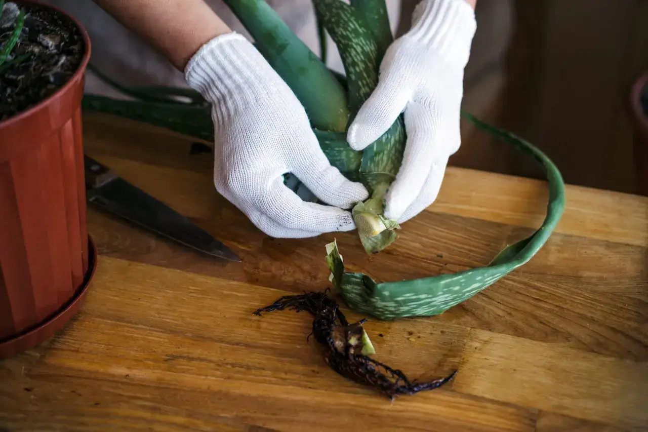 Ręce w białych rękawiczkach przygotowują aloes do ukorzenienia, odcinając liść z korzeniami.
