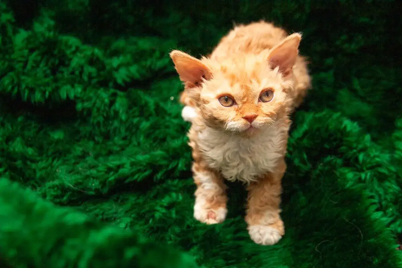 Puszysty rudy kotek rasy Selkirk Rex z kręconą sierścią, ciekawie spogląda na świat. Cena takiego cuda może być różna.