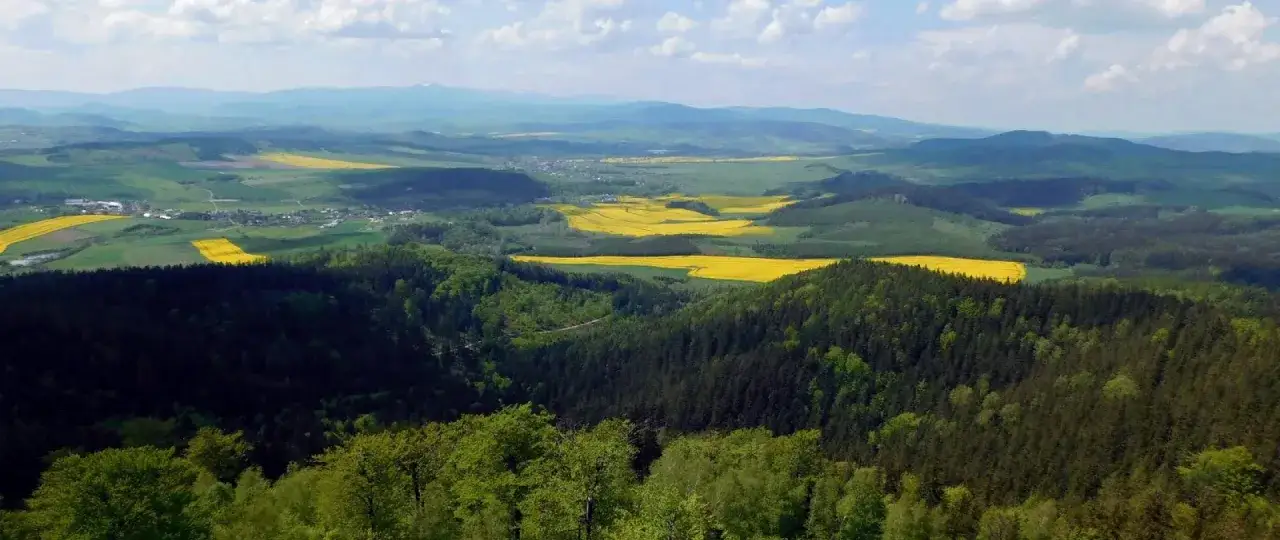 Widok z trójgarb wieża widokowa na pola rzepaku i zalesione wzgórza.