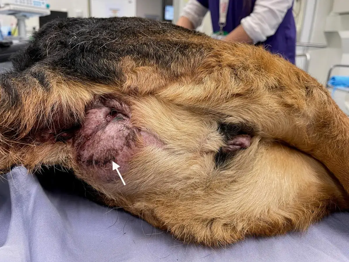 Gros plan sur un chien avec une tumeur anale visible, marquée par une flèche blanche. La peau autour est irritée.