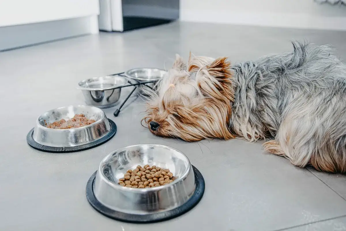 M&uuml;der Yorkshire Terrier liegt neben seinen Futtern&auml;pfen. Nach dem Erbrechen braucht er Schonung.