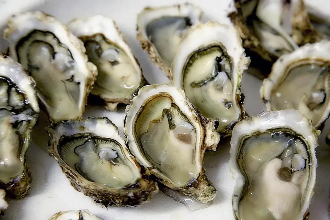 Un grupo de ostras gallegas frescas, abiertas y listas para degustar.