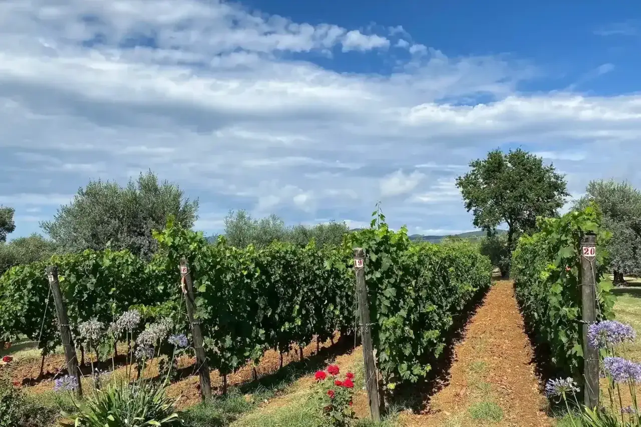 Vigneti rigogliosi al podere Conca, con filari ordinati sotto un cielo azzurro e nuvoloso. Fiori viola e rose rosse adornano il sentiero.
