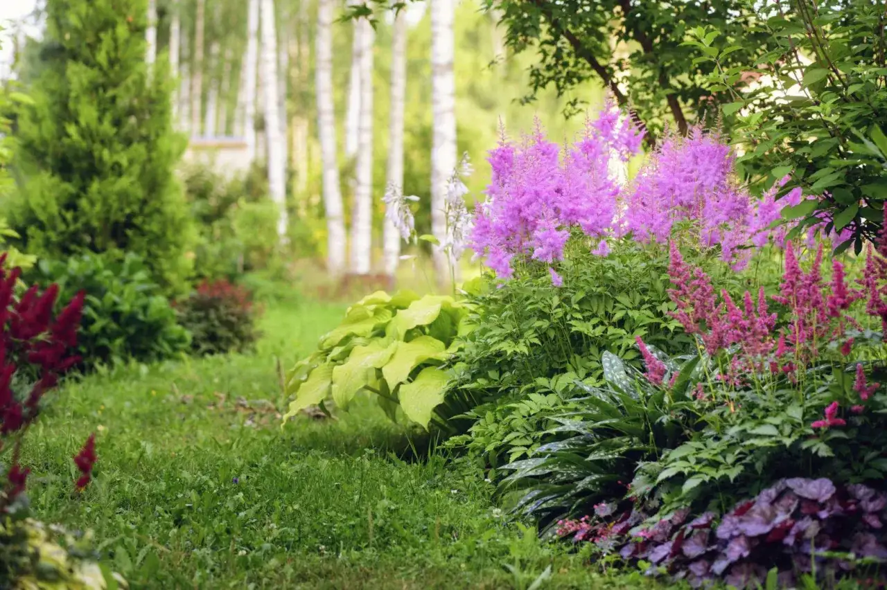 Kwitnący ogród pełen astilbe i funkii. Tanie pomysły do ogrodu, które zachwycają kolorem i formą.