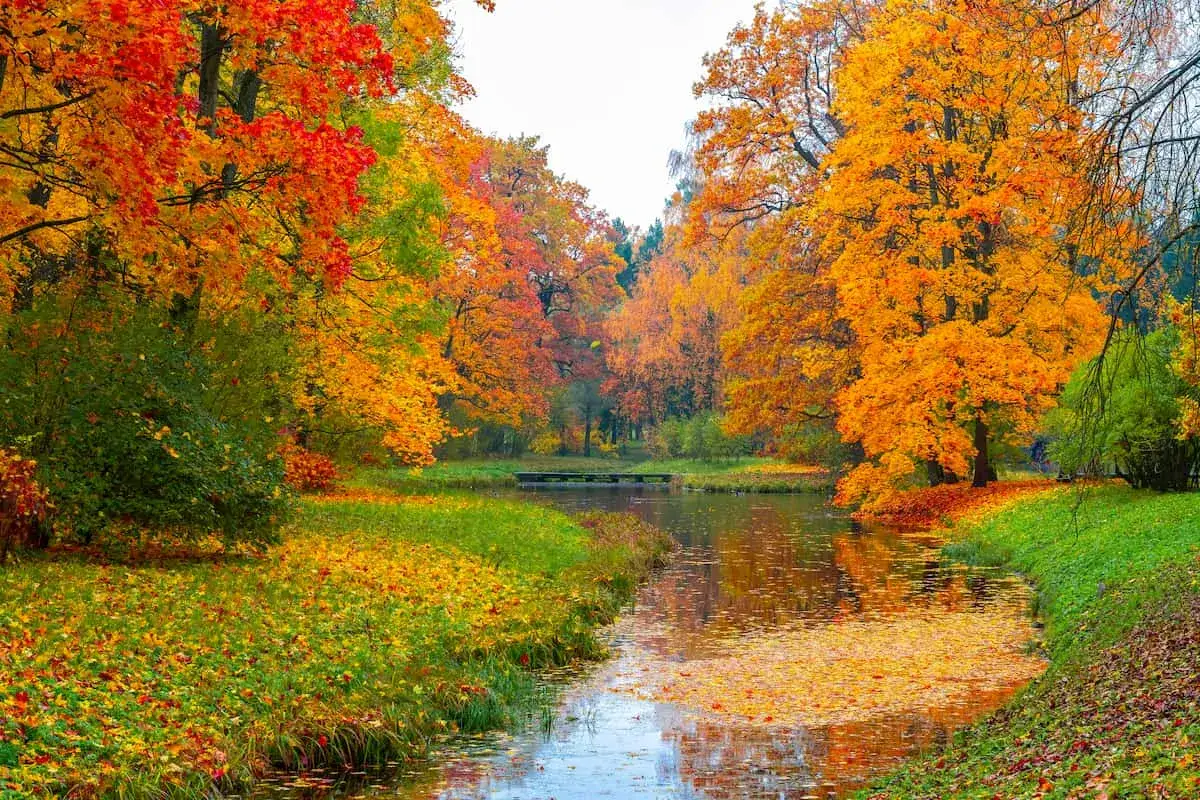 Un ruscello serpeggia tra alberi dai vivaci colori d'autunno, con foglie rosse, arancioni e gialle che creano un tappeto dorato sull'erba e sull'acqua.