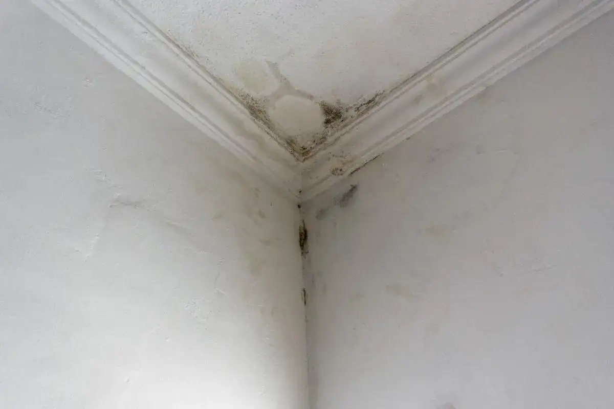 Angolo di un muro con muffa e macchie dovute a infiltrazioni acqua piovana muri perimetrali.