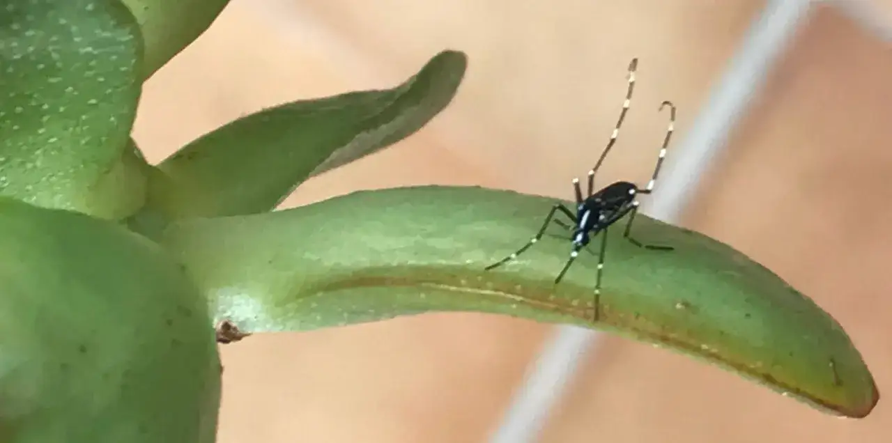 Mosquito rayado en hoja verde. Si te preguntas como fumigar mosquitos, esta imagen te recuerda la importancia de controlar plagas.