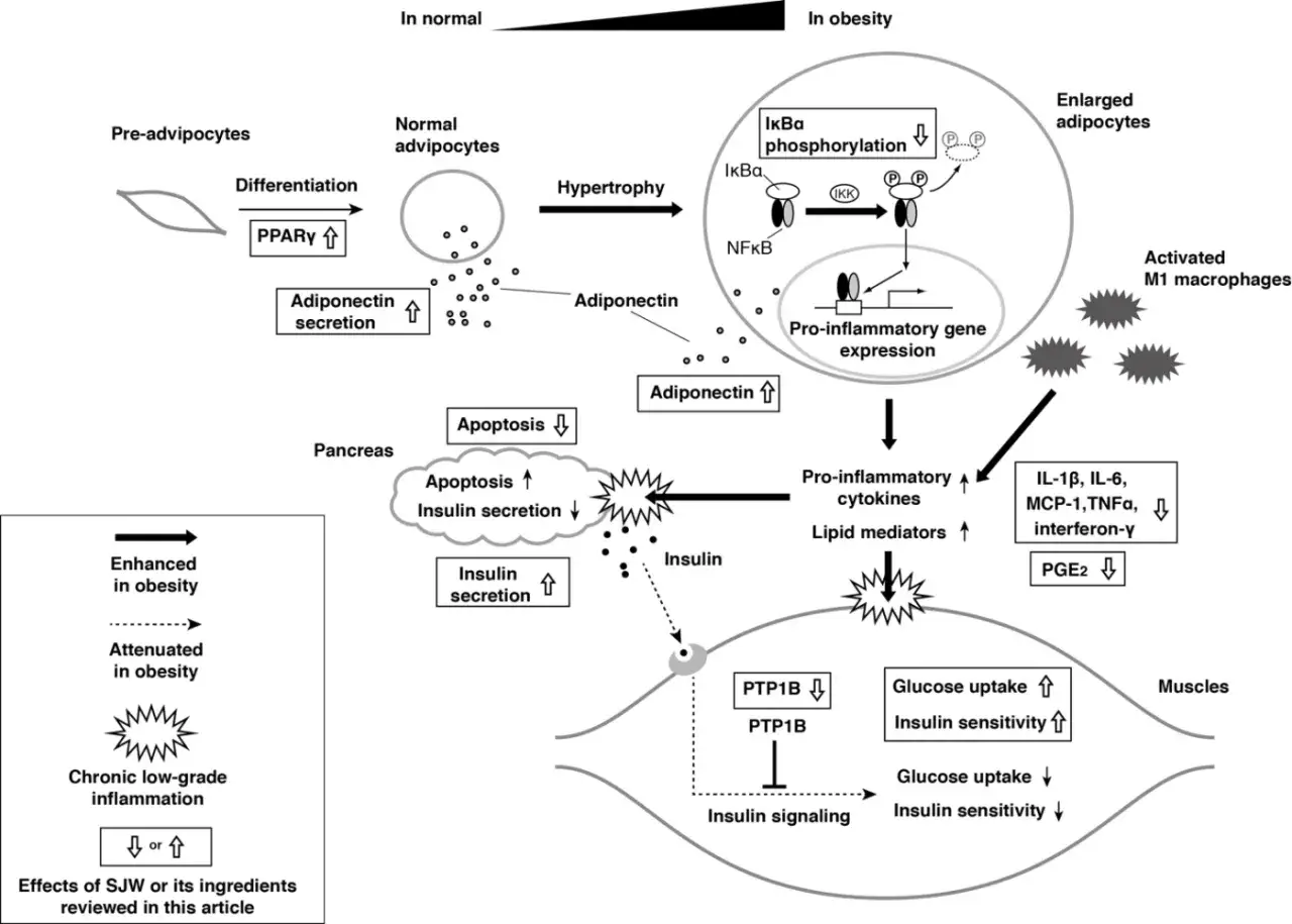 Schema zeigt, wie Johanniskraut wirkt: Es beeinflusst Adiponectin, Insulin und Entz&uuml;ndungen, was die Glukoseaufnahme und -sensitivit&auml;t verbessert.