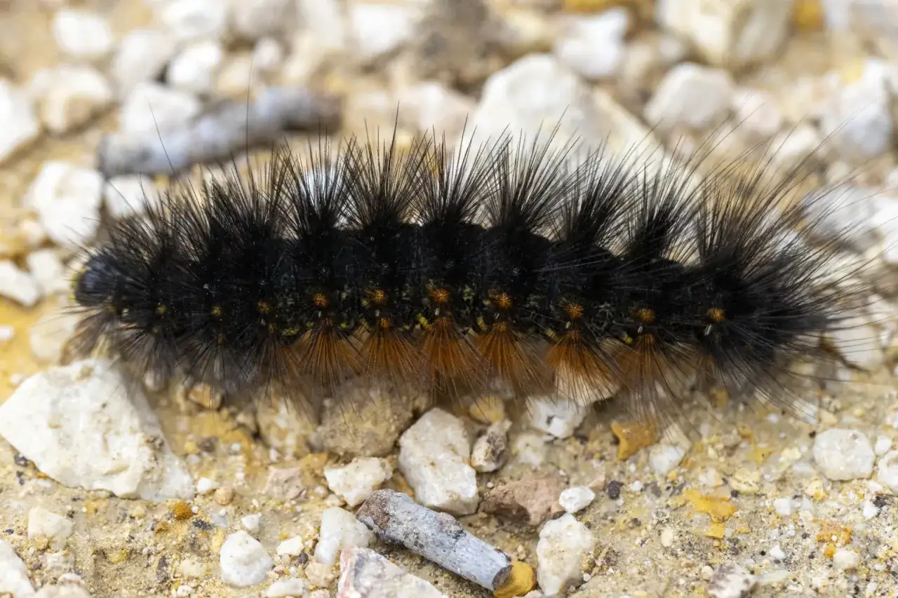Eine flauschige, schwarze Raupe mit Haaren und orangefarbenen Borsten kriecht &uuml;ber Steine.
