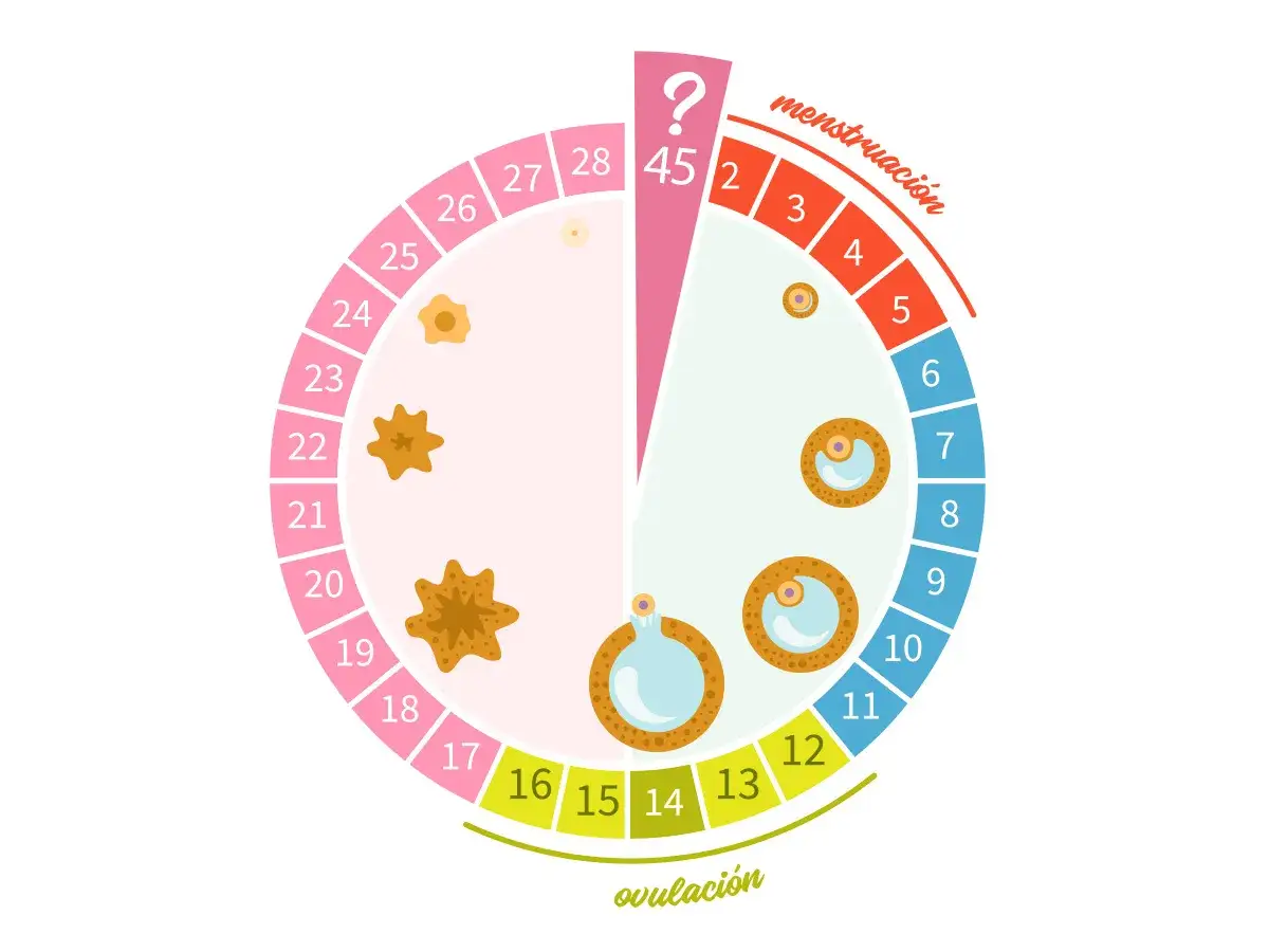Ciclo menstrual ilustrado. La fase de ovulaci&oacute;n (d&iacute;as 11-16) precede a la posible tristeza antes de la regla.