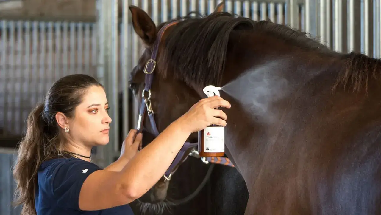 Une femme applique un spray sur un cheval, un rem&egrave;de de grand-m&egrave;re contre les mouches.