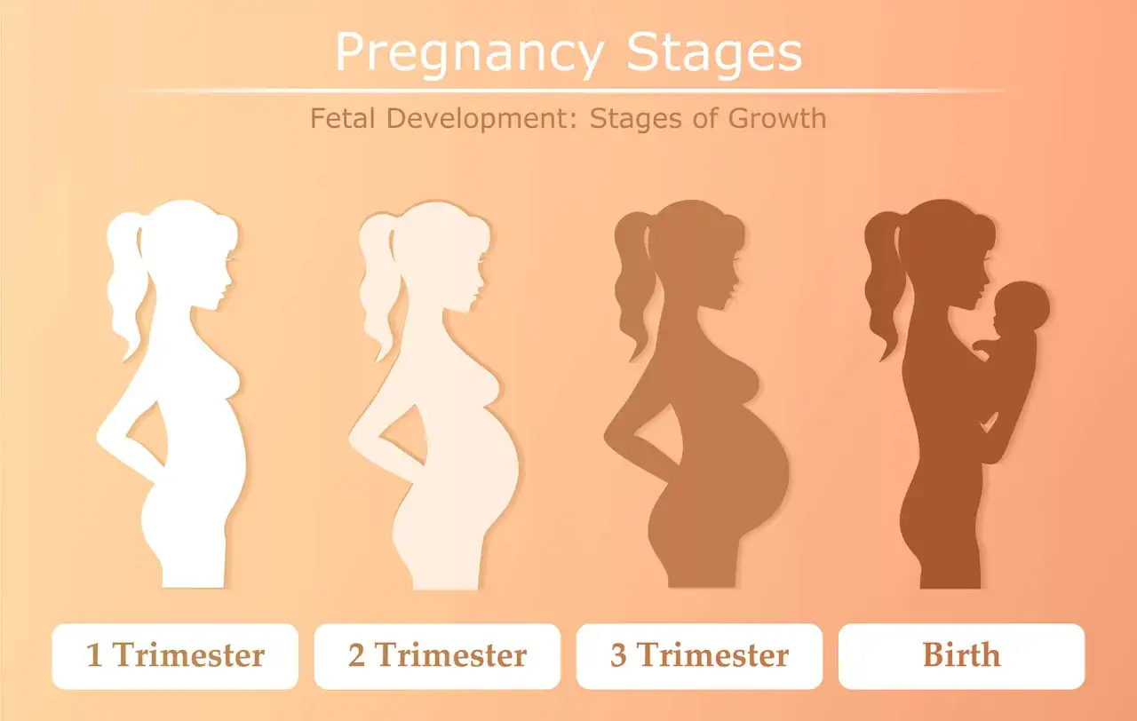 Silhuetter visar graviditetens utveckling från första till tredje trimester, med en sista bild av en mamma som håller sitt nyfödda barn.