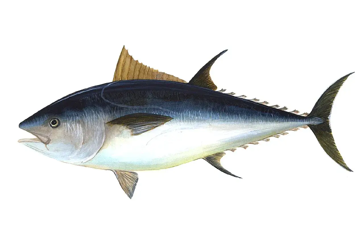 Un magnifico tonnetto rosso, con la sua livrea scura e argentea, pronto a solcare gli oceani.