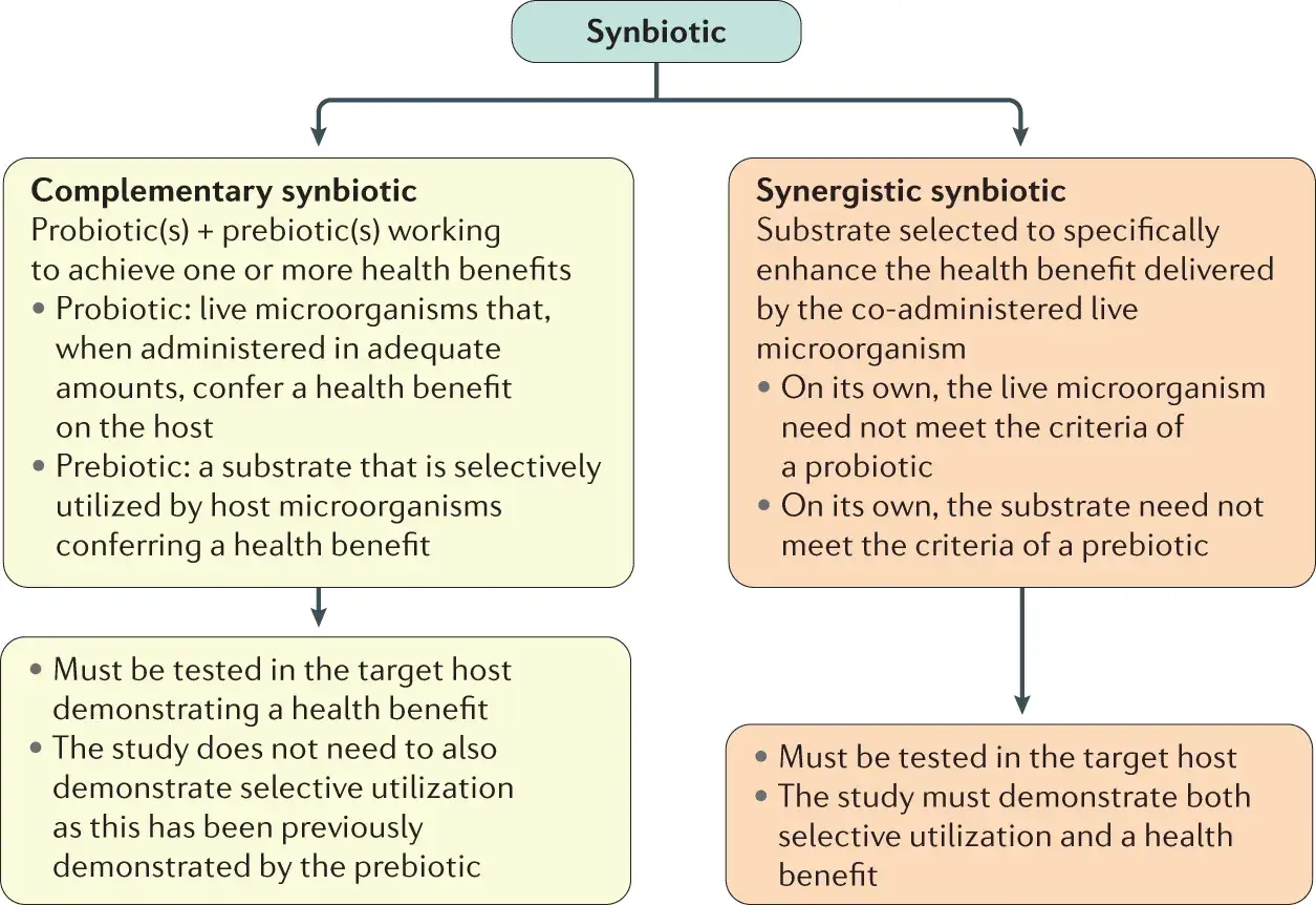 Synbiotyk co to? Schemat wyjaśnia dwa typy: komplementarny (probiotyk + prebiotyk) i synergistyczny (wspomagający działanie).