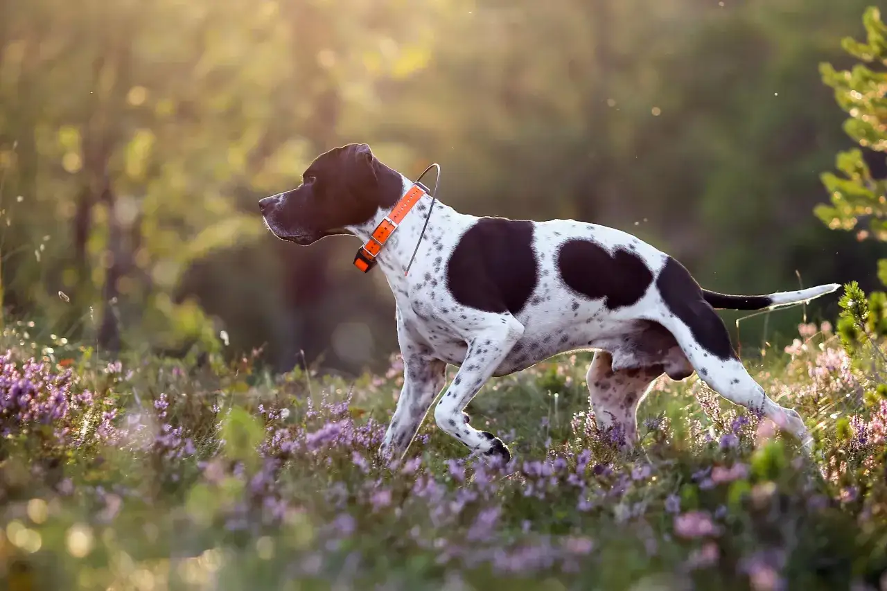 Un pointer ingl&eacute;s de manchas marrones y blancas, con collar naranja, camina entre flores moradas al atardecer.