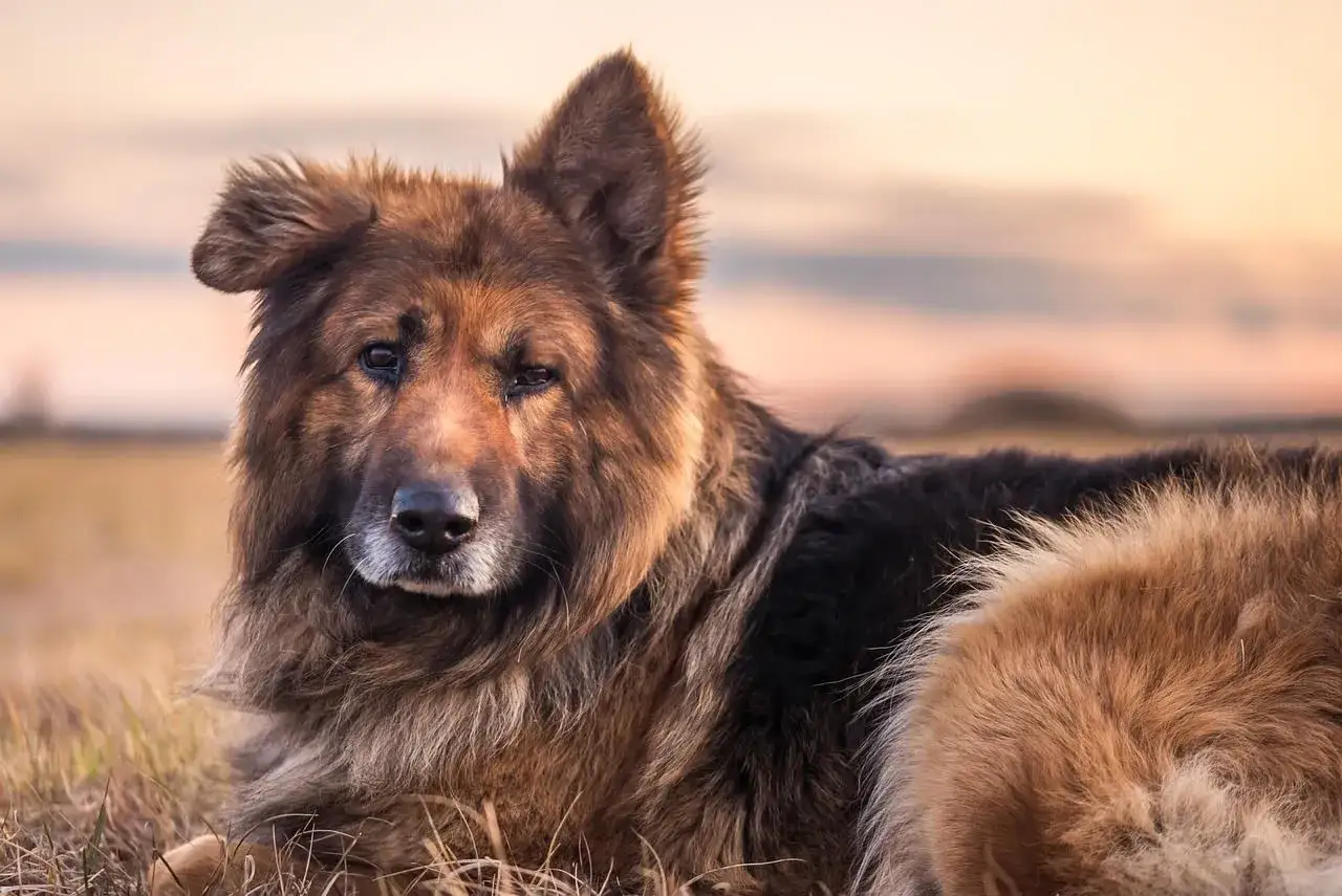 Berger allemand au regard triste, peut-être atteint de myélopathie dégénérative. Il est couché dans l'herbe au coucher du soleil.