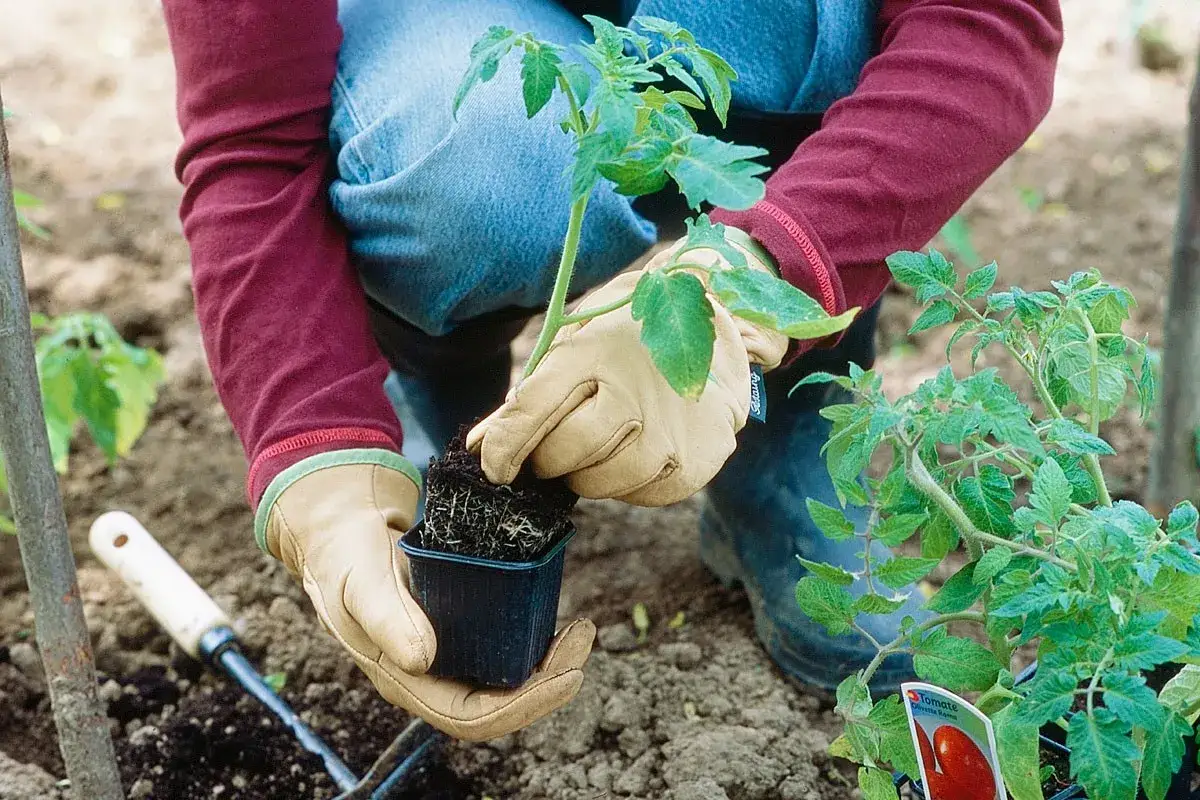 Apprendre comment planter des tomates est facile avec cette image. Une personne en gants tient un jeune plant de tomate pr&ecirc;t &agrave; &ecirc;tre mis en terre.