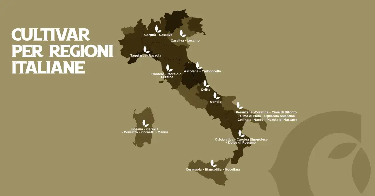 Mappa dell'Italia con cultivar di olivo per regione: Gargn&agrave;, Leccino, Taggiasca, Frantoio, Ascolana, Dritta, Gentile, Peranzana, Coratina, Ottobratica, Cerasuola, Biancolilla, Nocellara. Il flos olei, fiore dell'olivo, simboleggia la ricchezza.