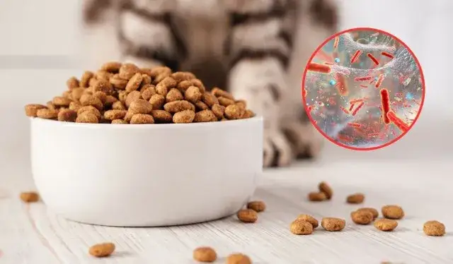 r&oacute;żne produkty spożywcze salmonella