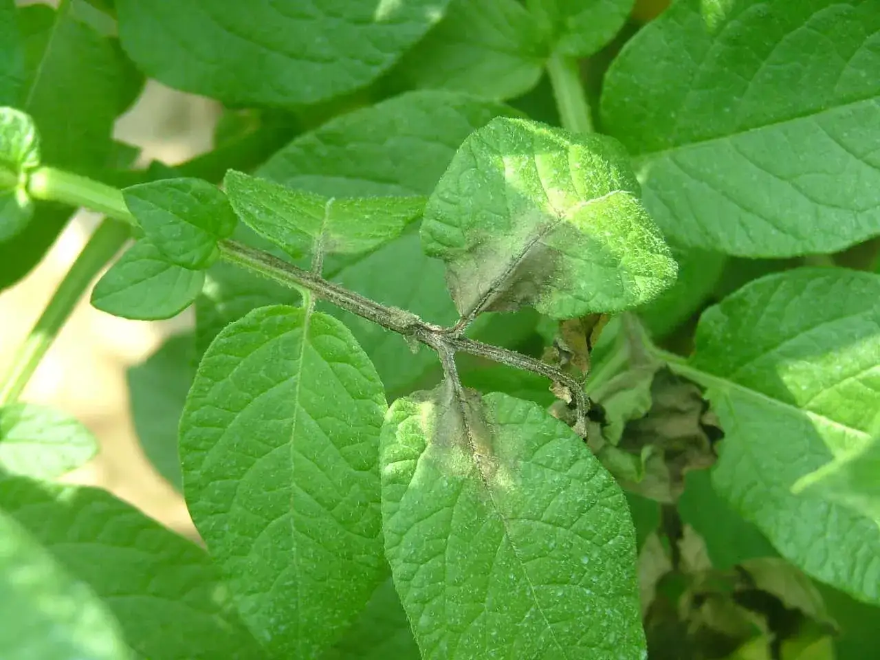 Foglie di patata con macchie marroni e secche, sintomi della peronospora.