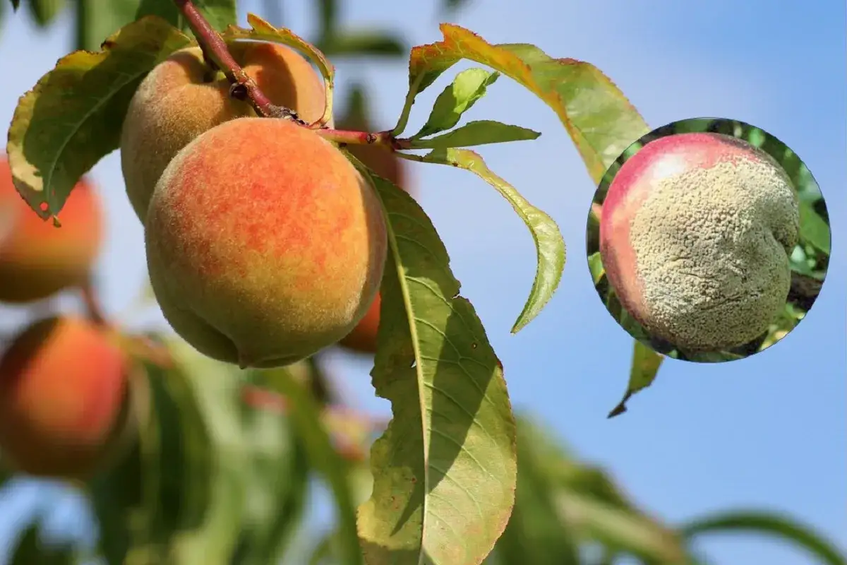 Albicocche sane e una colpita da monilia, con muffa grigiastra che ricopre il frutto.
