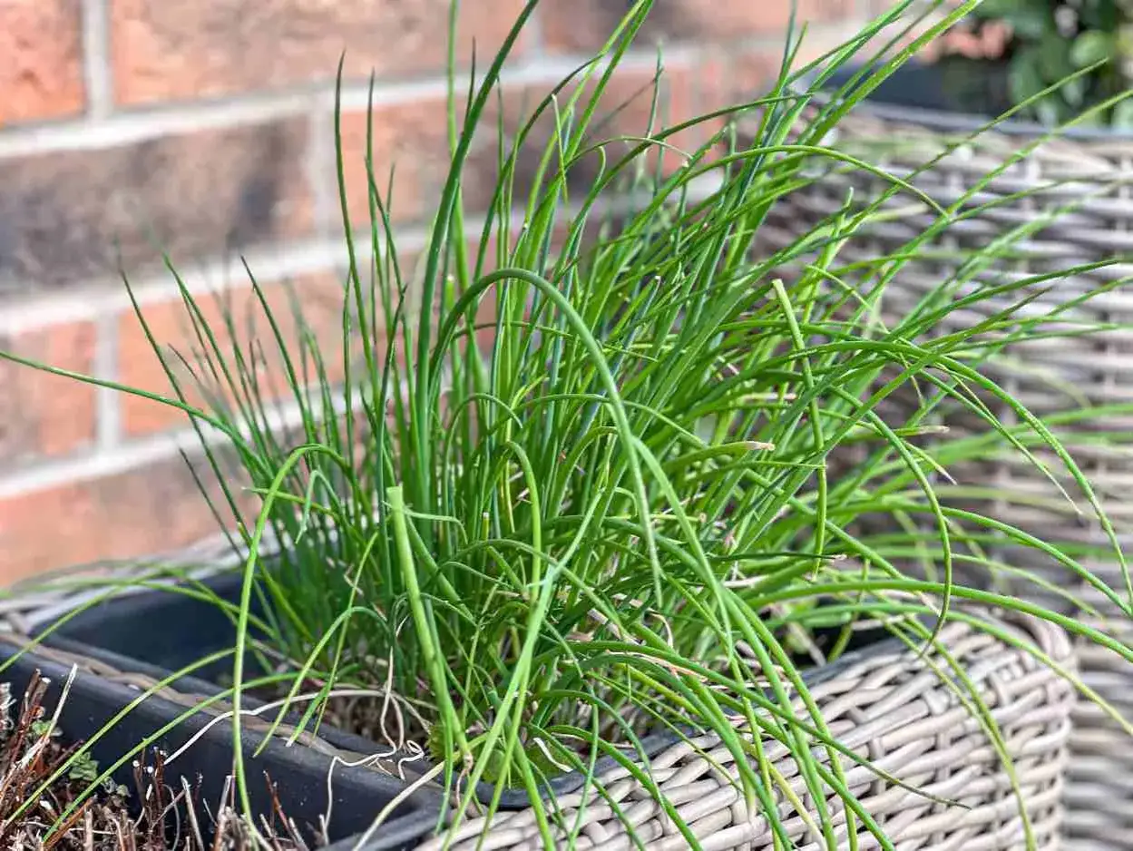 Gros plan sur une **ciboulette en pot**, ses brins verts et fins pr&ecirc;ts &agrave; parfumer vos plats.