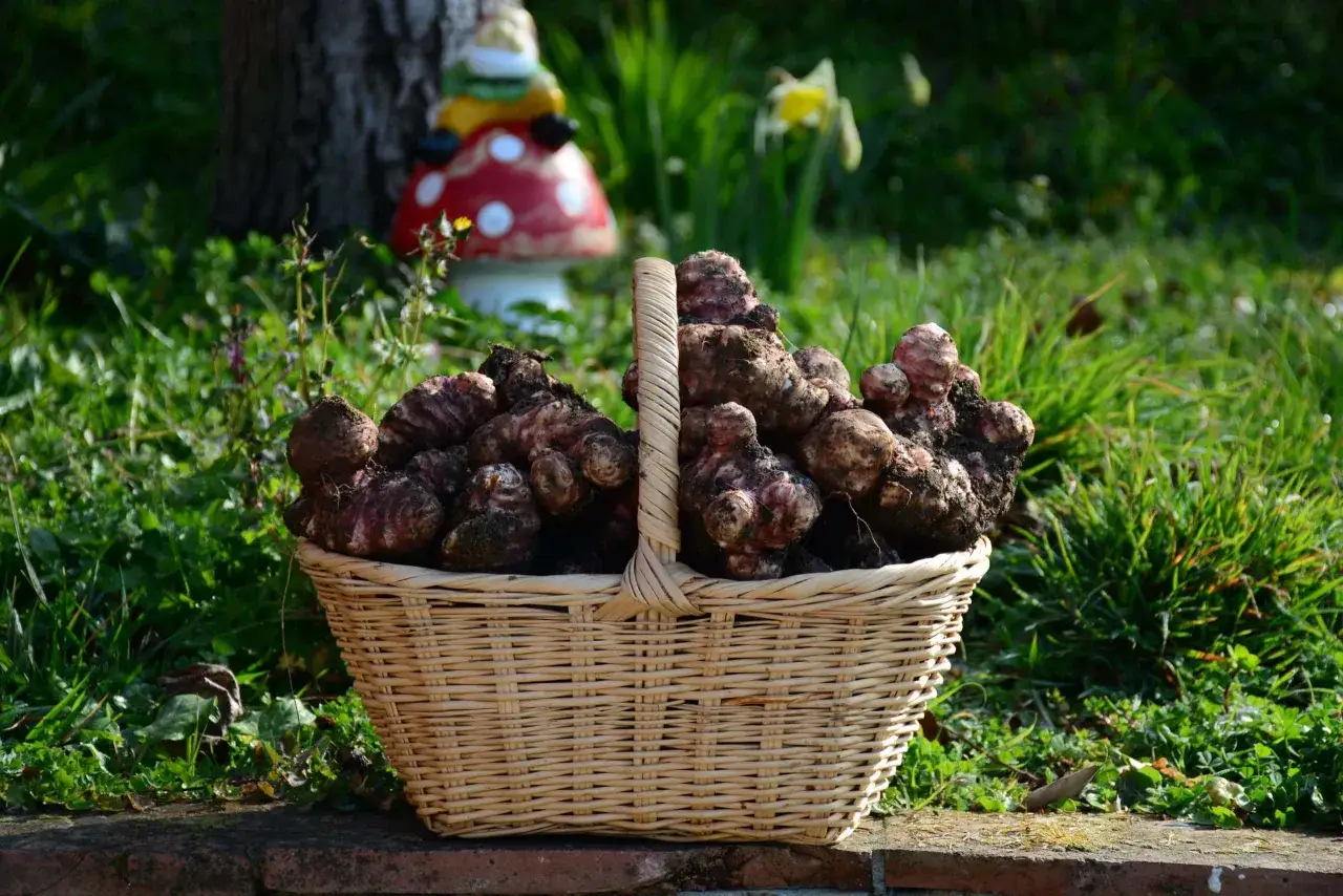 Cesto di vimini pieno di topinambur appena raccolti, frutto della **topinambur coltivazione** in un giardino fiorito.