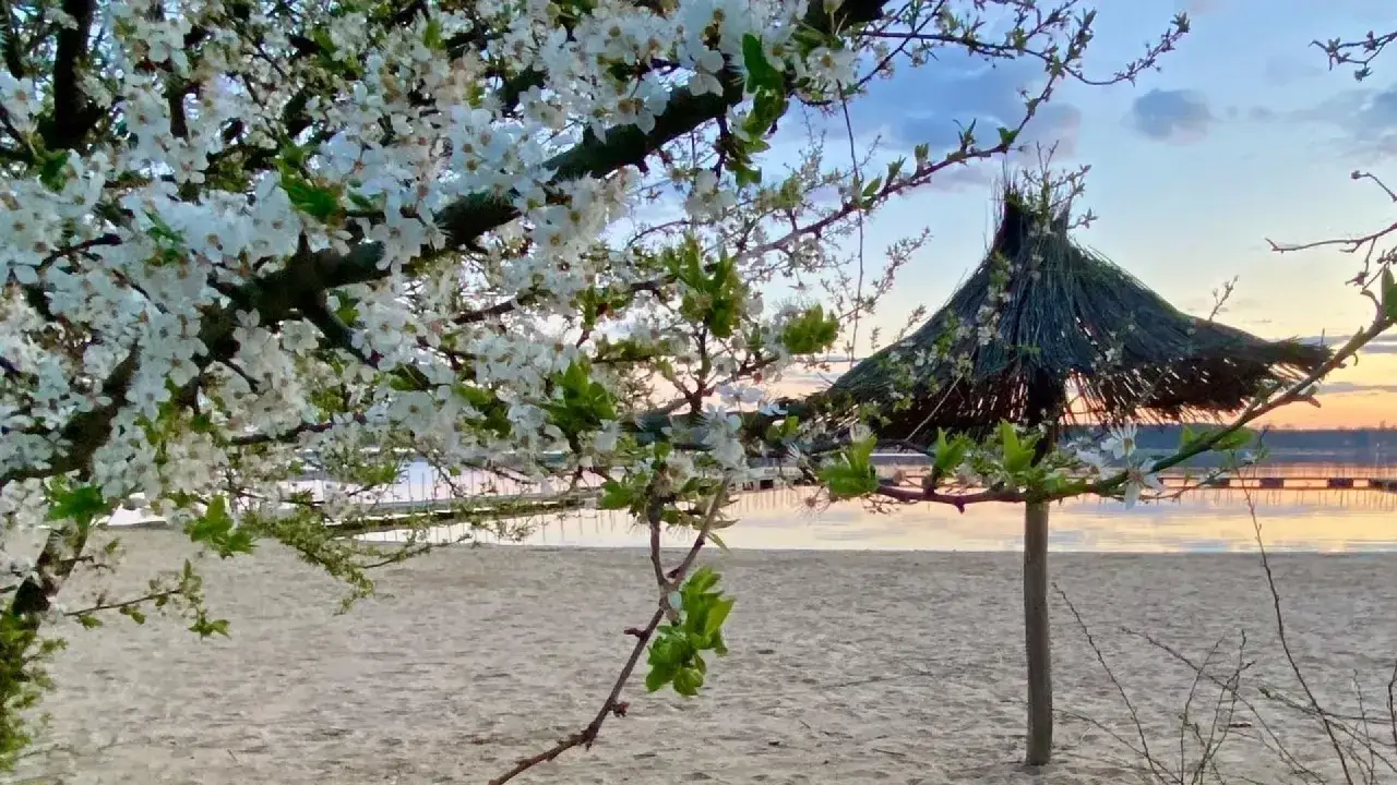 Kwiaty wiśni nad piaszczystą plażą, słomiany parasol i spokojna tafla wody. Pojezierze Wielkopolskie atrakcje o zachodzie słońca.