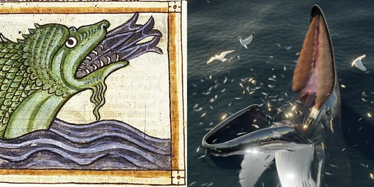 Smok z średniowiecznego manuskryptu i wsp&oacute;łczesny wieloryb łowczy (whaling co to) połykają ławice ryb.