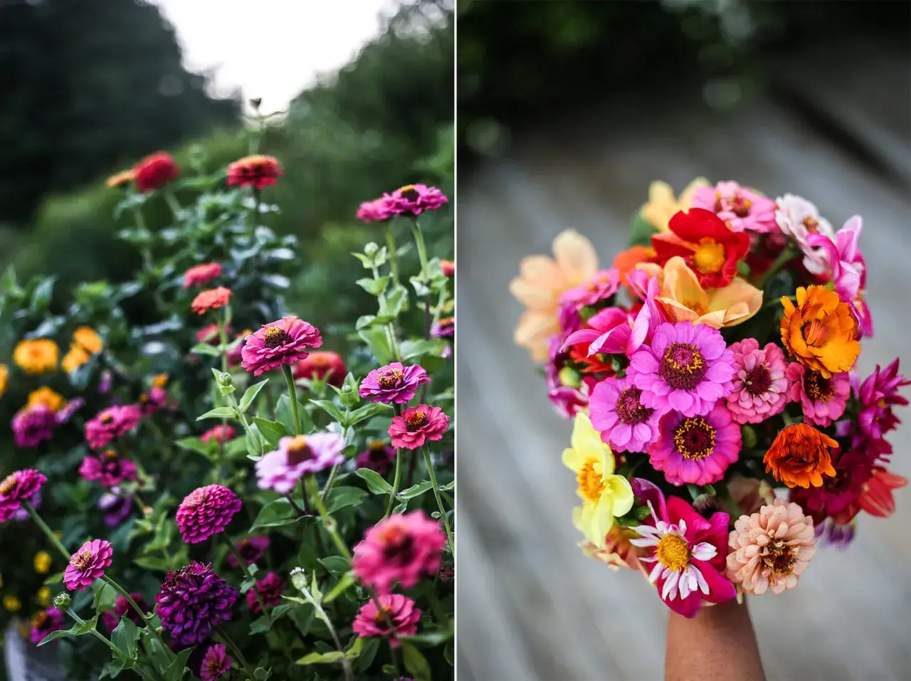 En bukett med f&auml;rgglada zinnia i kruka, med blommor i rosa, orange, gult och r&ouml;tt.