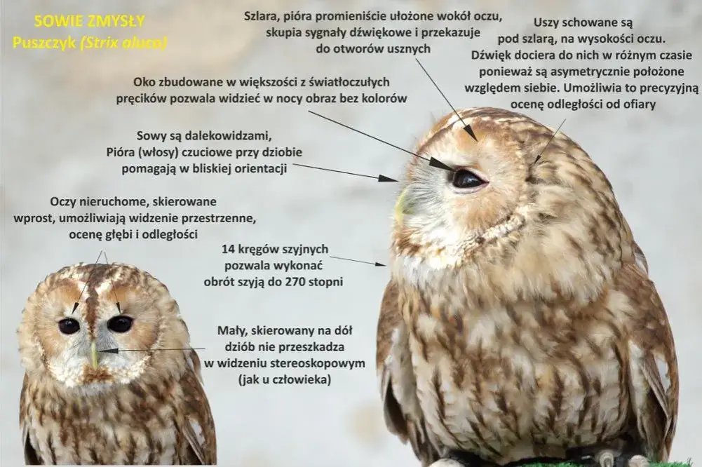 sowa szlara, sowa polowanie słuch