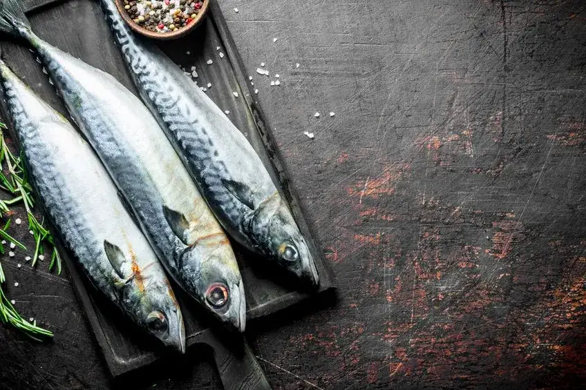 Zdjęcie Czym się żywi makrela? Odkryj jej zaskakującą dietę morską