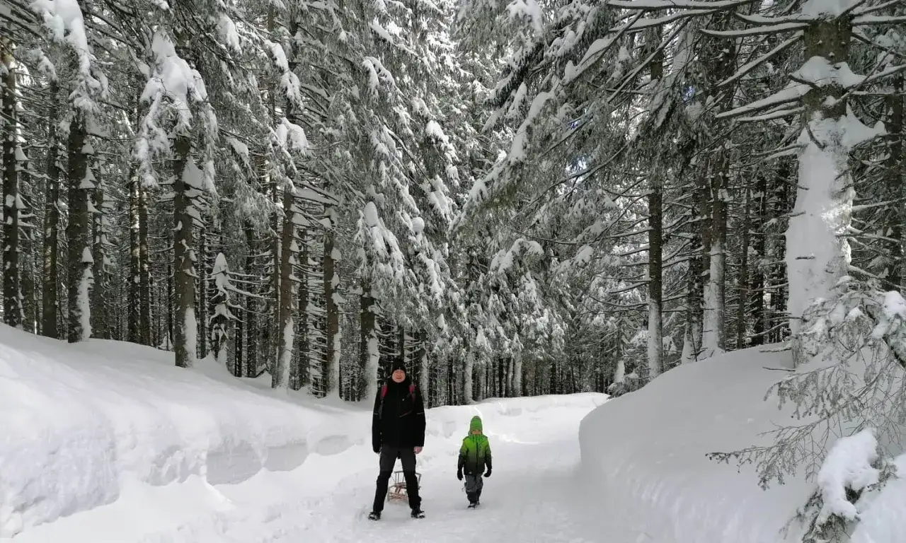 Dwie osoby na zaśnieżonym szlaku w lesie. Dziecko w zielonej czapce i dorosły z sankami. Śnieżna psia trawka szlak.