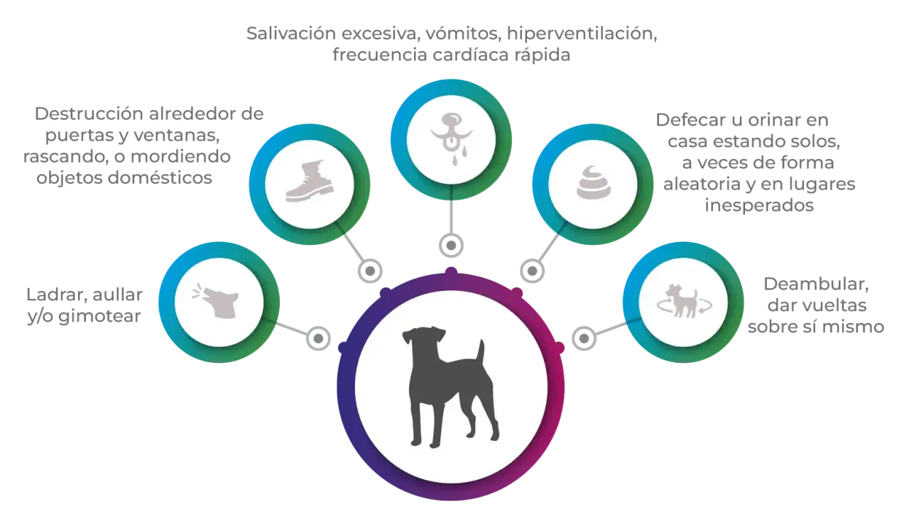 Mi perro ladra mucho, destruye cosas, orina en casa, babea, vomita y corre en círculos.