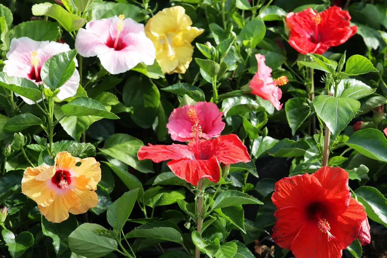 Bunte Hibiskusblüten in Rot, Rosa, Gelb und Orange. Diese winterharten Sorten bringen Farbe in jeden Garten.