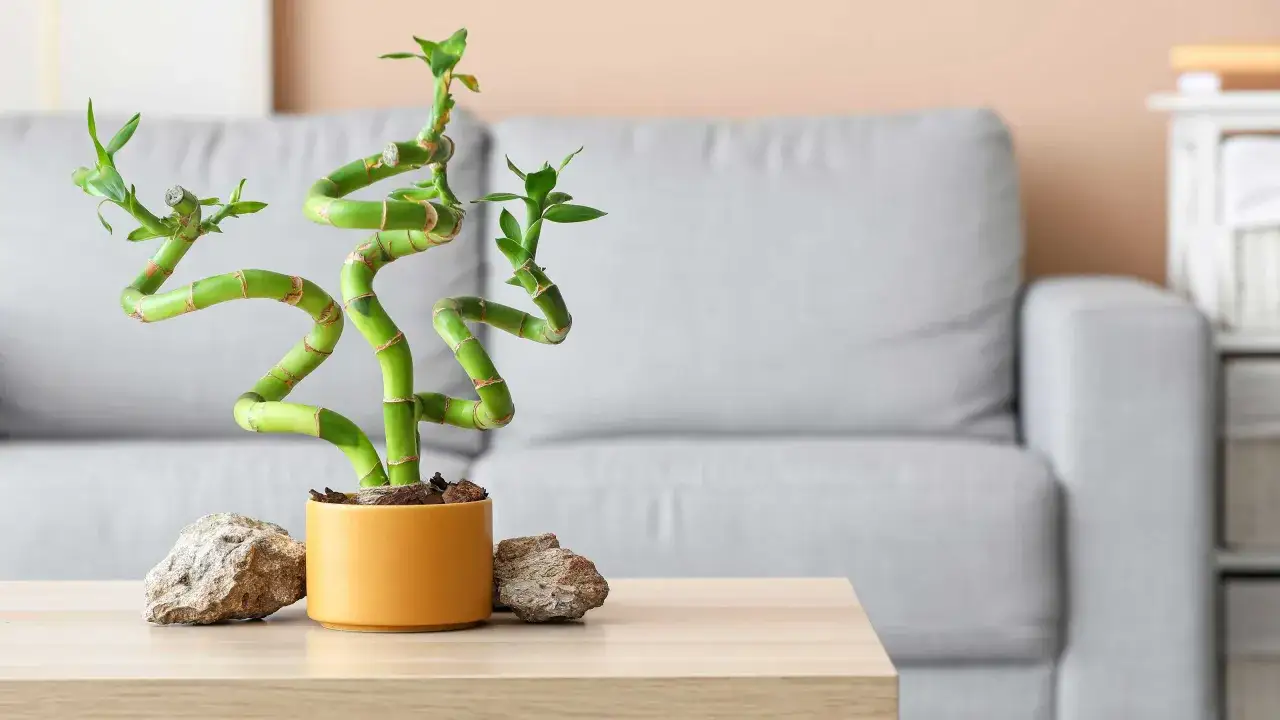 Spiralna dracaena sanderiana w żółtej doniczce, ozdobiona kamieniami, na drewnianym stoliku.