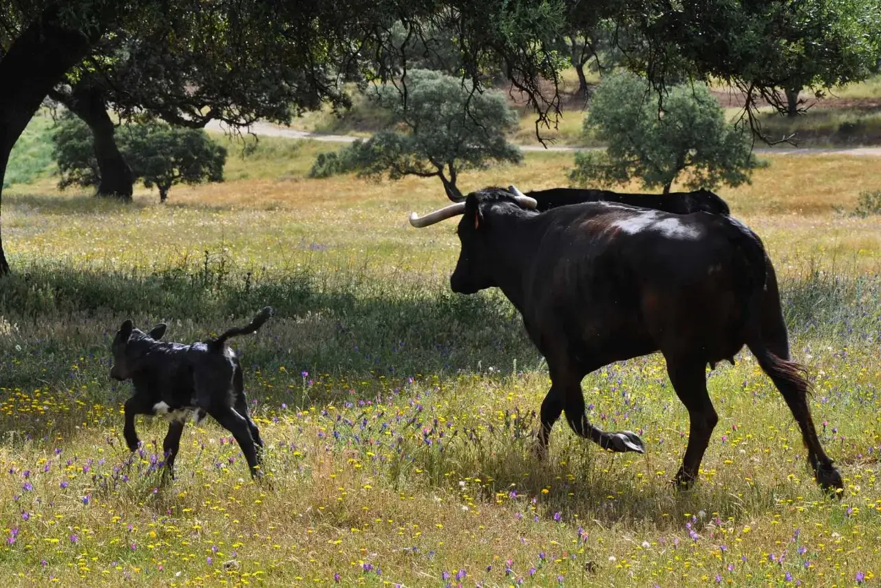 Toro bravo y ternero corriendo en prado florido de ganader&iacute;a Santa Mar&iacute;a.