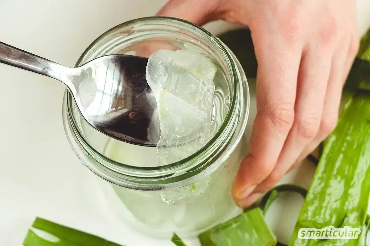 Frische Aloe Vera Stücke werden mit einem Löffel aus einem Glas geholt, um sie zu essen.