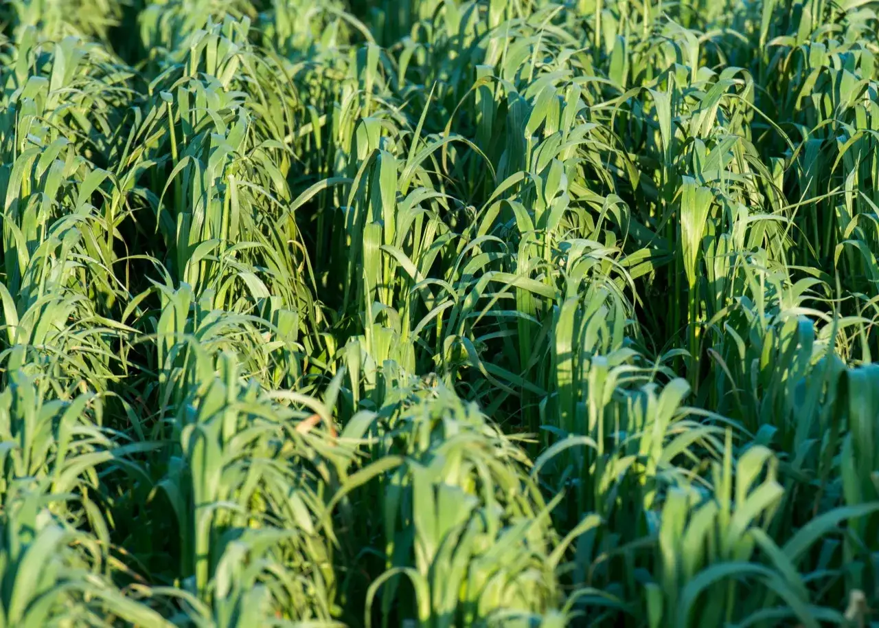 Lush green oat plants sway in the sun. This image evokes the question: when do you plant oats for a bountiful harvest?