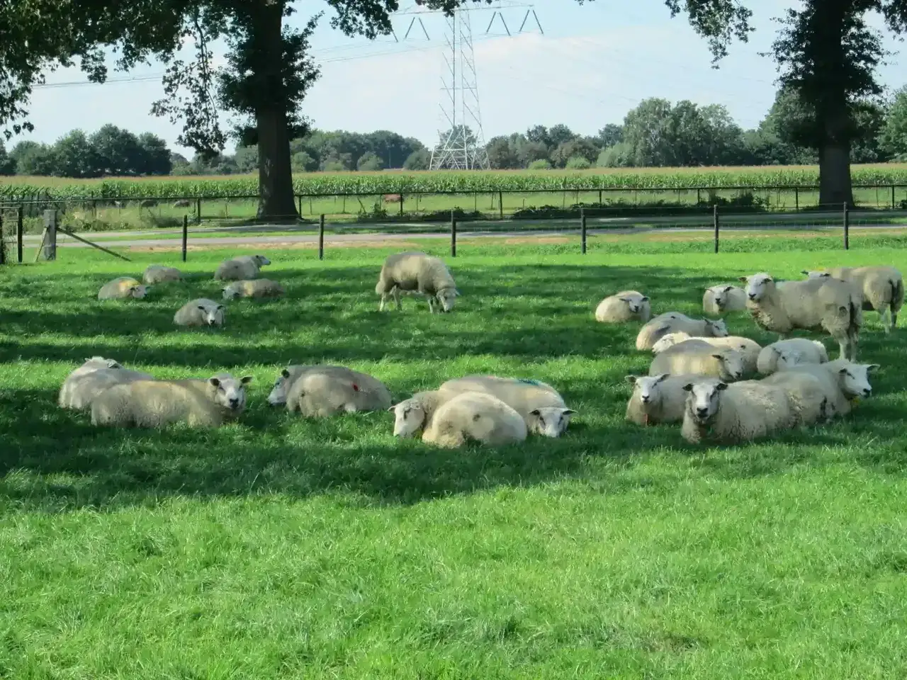 Un gregge di pecore riposa sull'erba verde. Sarebbe bello se potessi tenere una pecora in giardino!