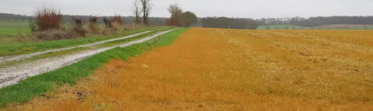Champ de blé doré et chemin de terre bordé d'herbe verte. Idéal pour savoir quand mettre du désherbant glyphosate.